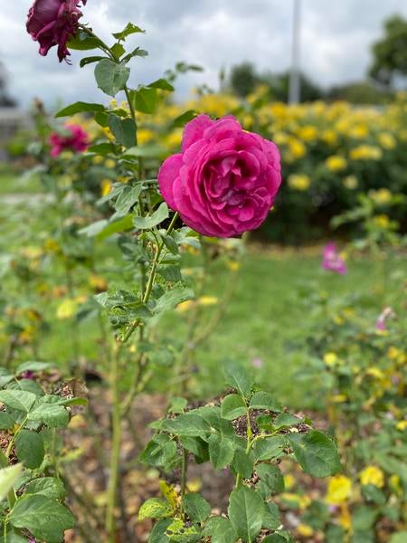 Rose at Huntington Library 2